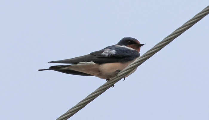 Barn Swallow - ML616822425