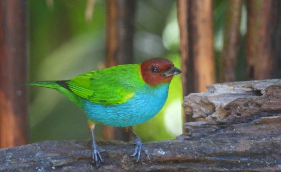 Bay-headed Tanager - ML616822440