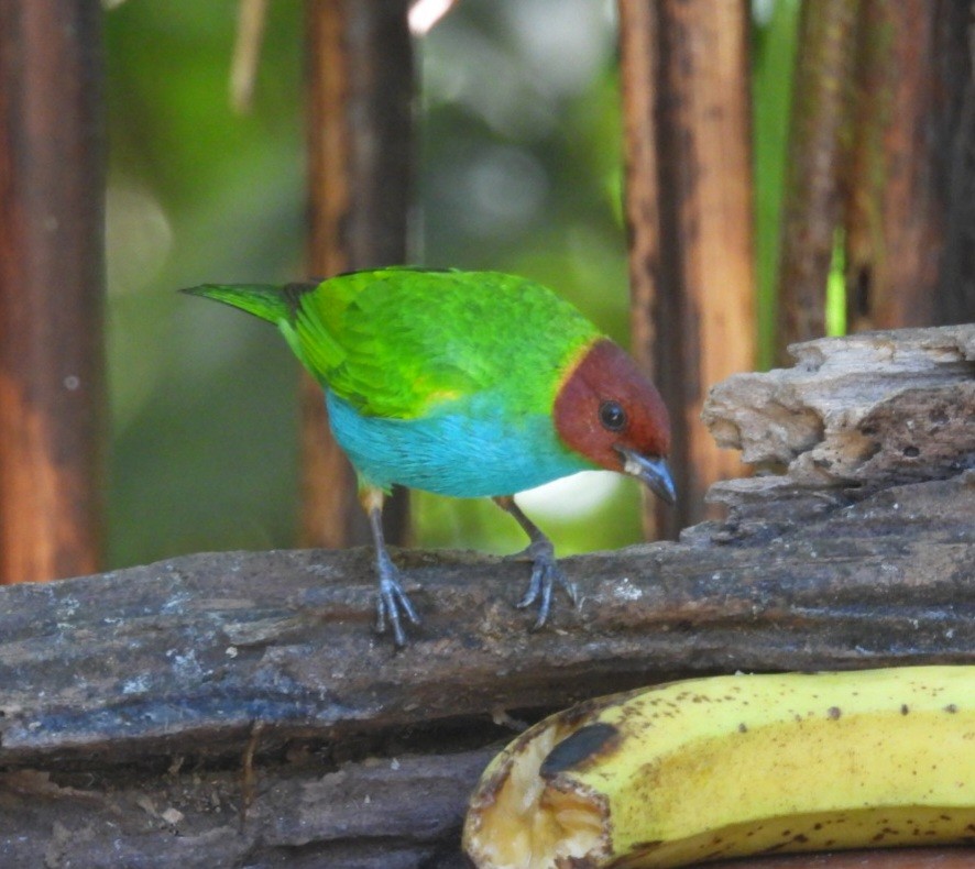 Bay-headed Tanager - ML616822441