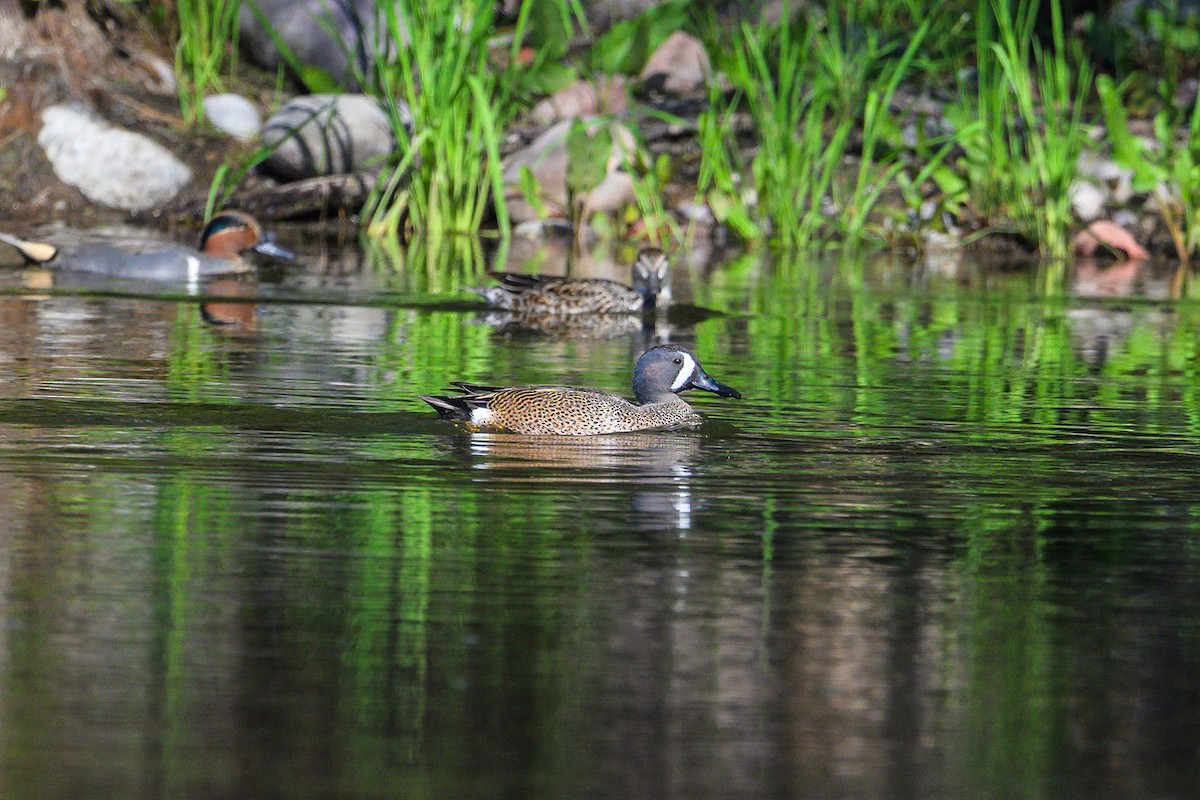 Blue-winged Teal - ML616822496