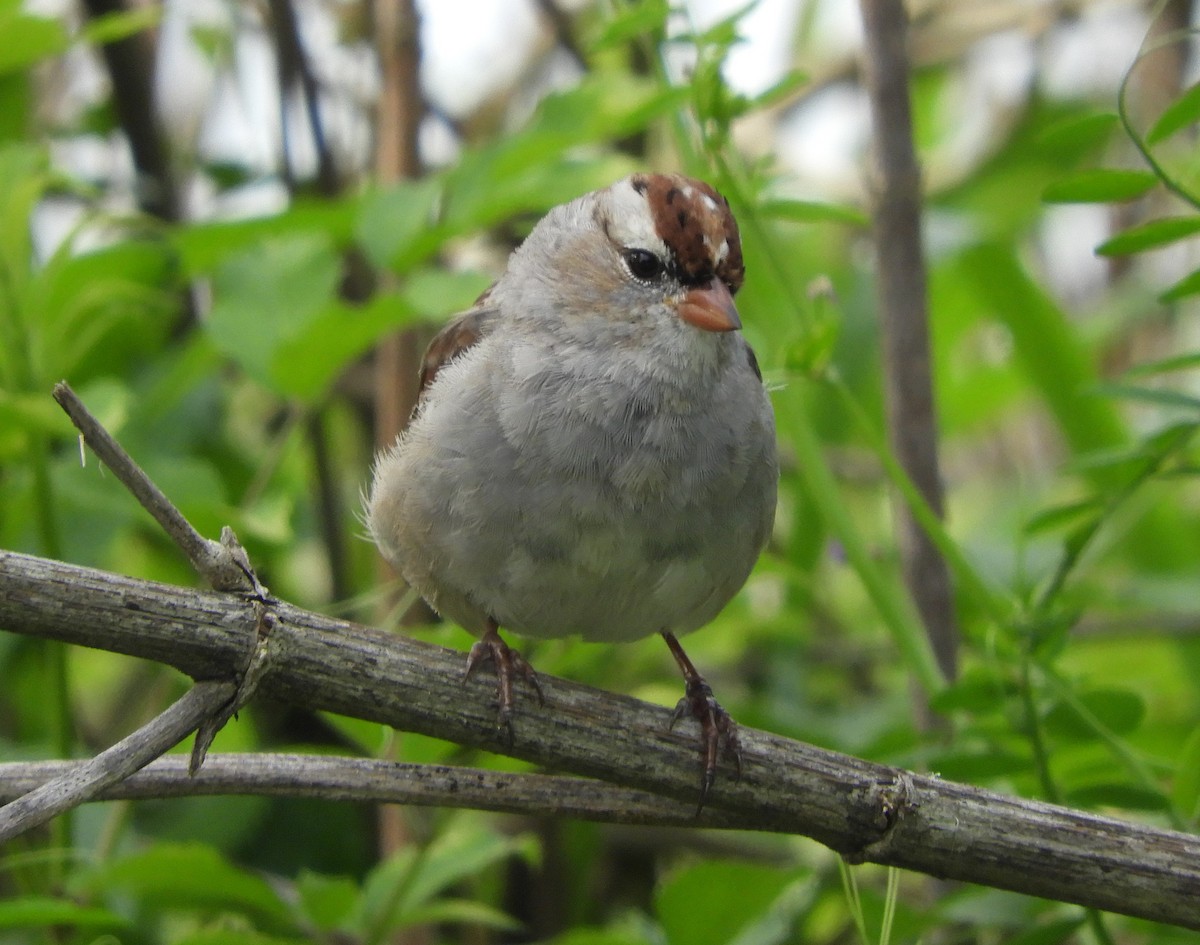 White-crowned Sparrow - ML616822497