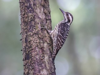  - Philippine Pygmy Woodpecker