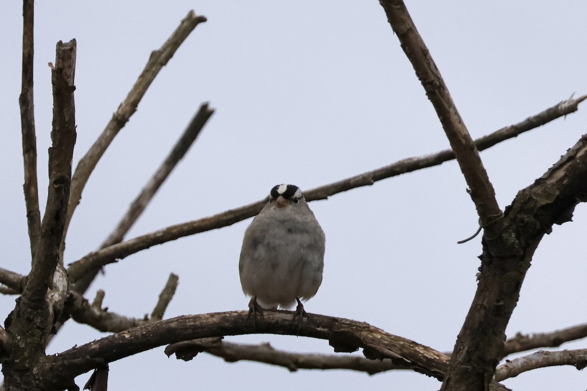 White-crowned Sparrow - Larry Therrien