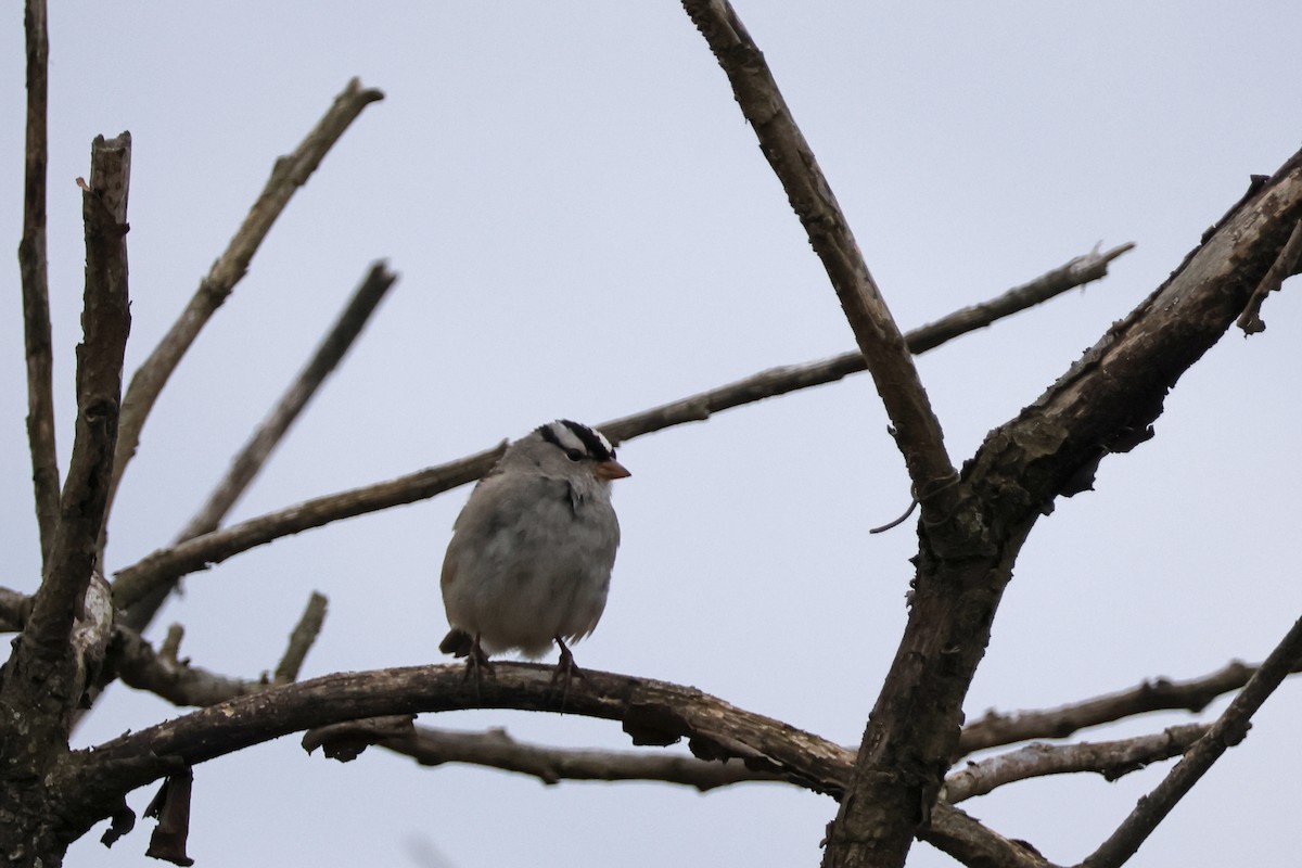 White-crowned Sparrow - ML616822524