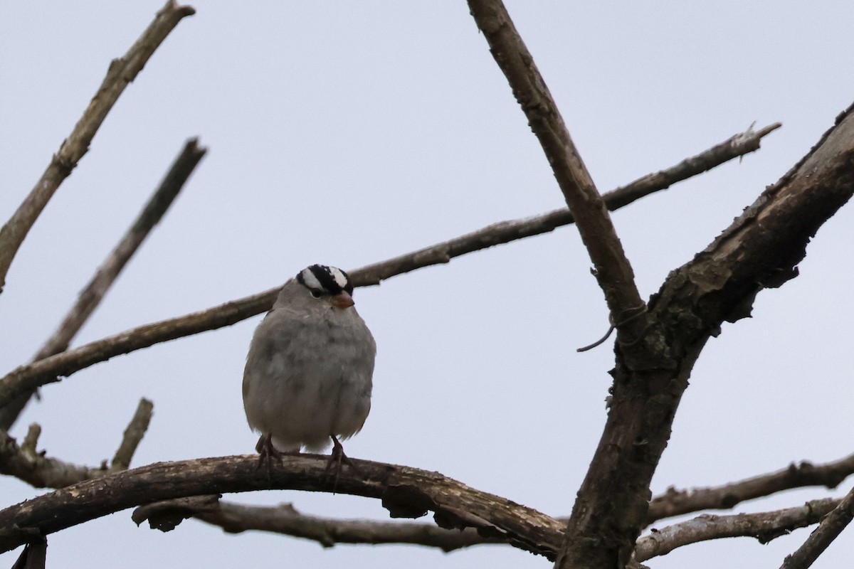 White-crowned Sparrow - ML616822525