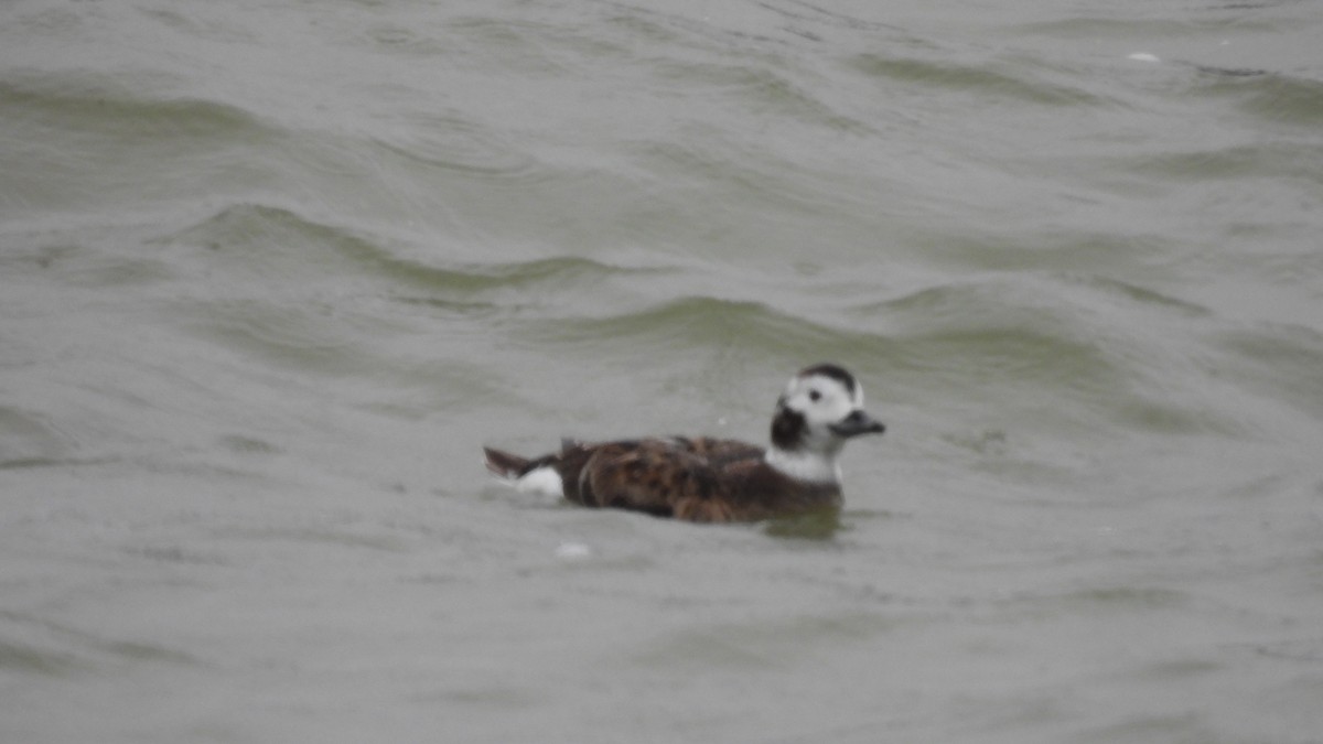 Long-tailed Duck - ML616822589