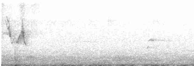 White Wagtail - ML616822590
