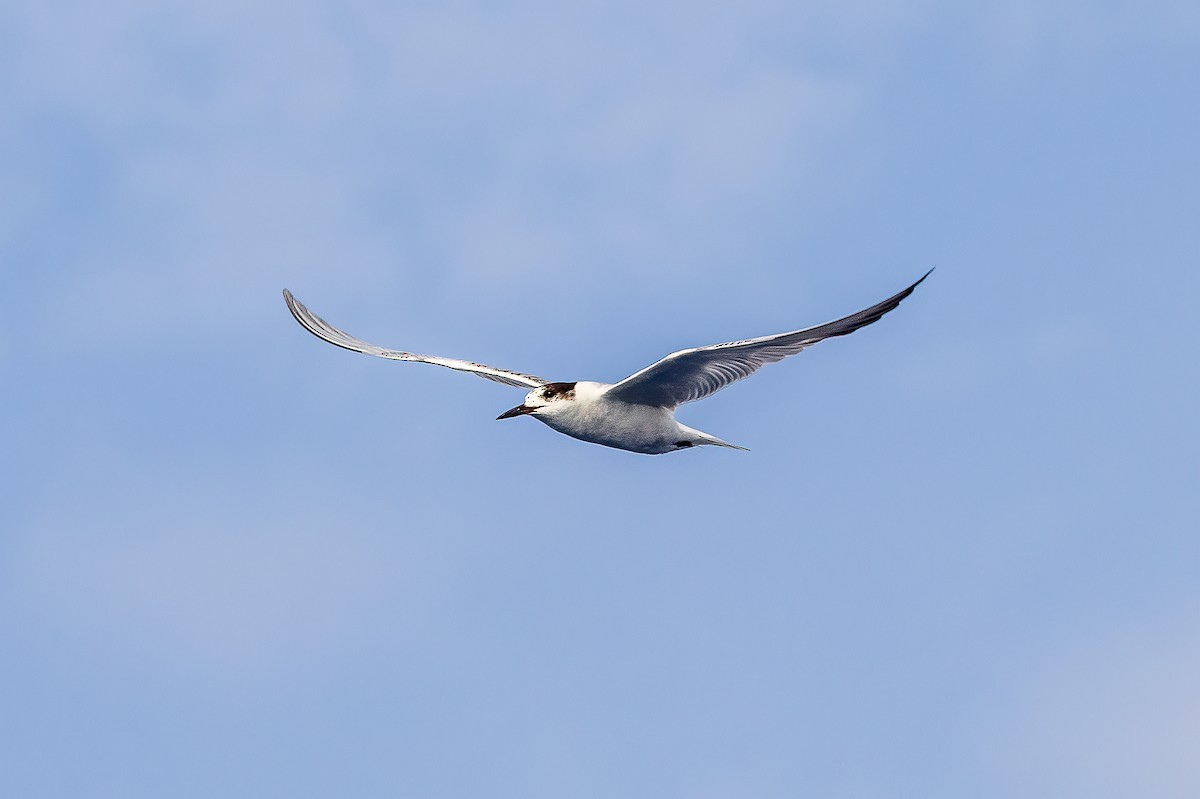 Common Tern - ML616822598
