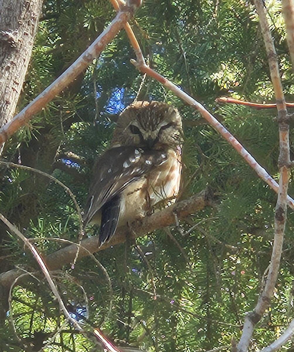 Northern Saw-whet Owl - Yves Gauthier (Mtl)