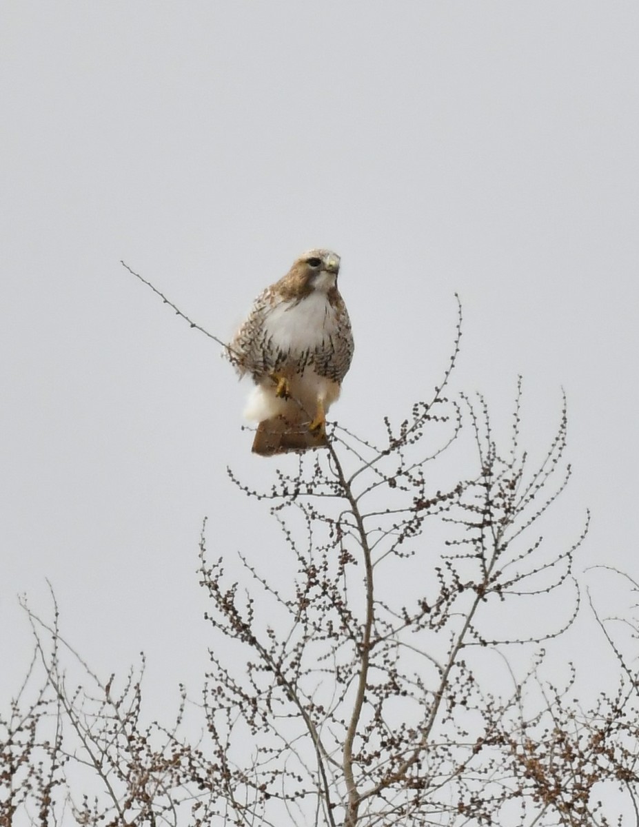 Red-tailed Hawk - ML616822658
