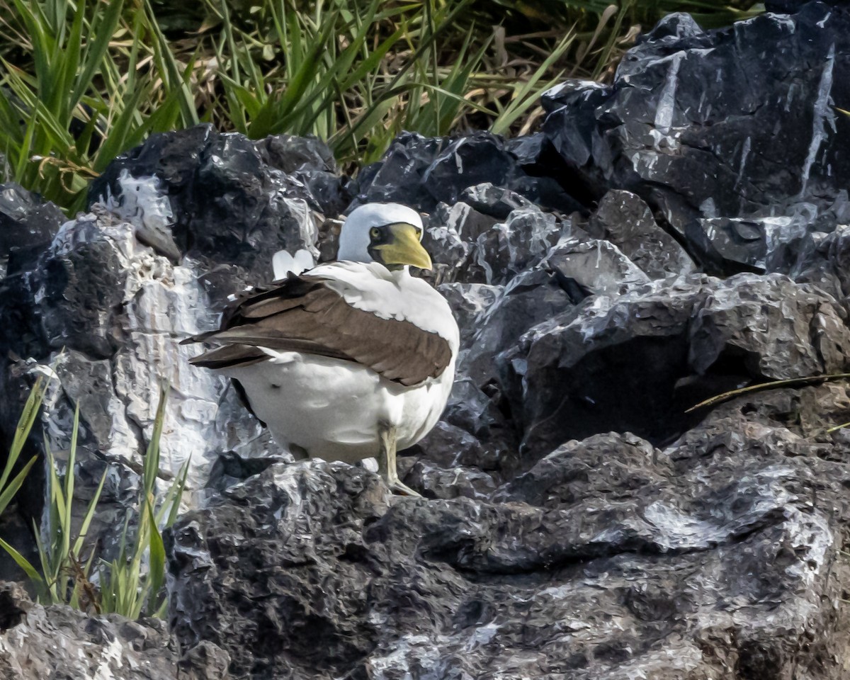 Masked Booby - ML616822686