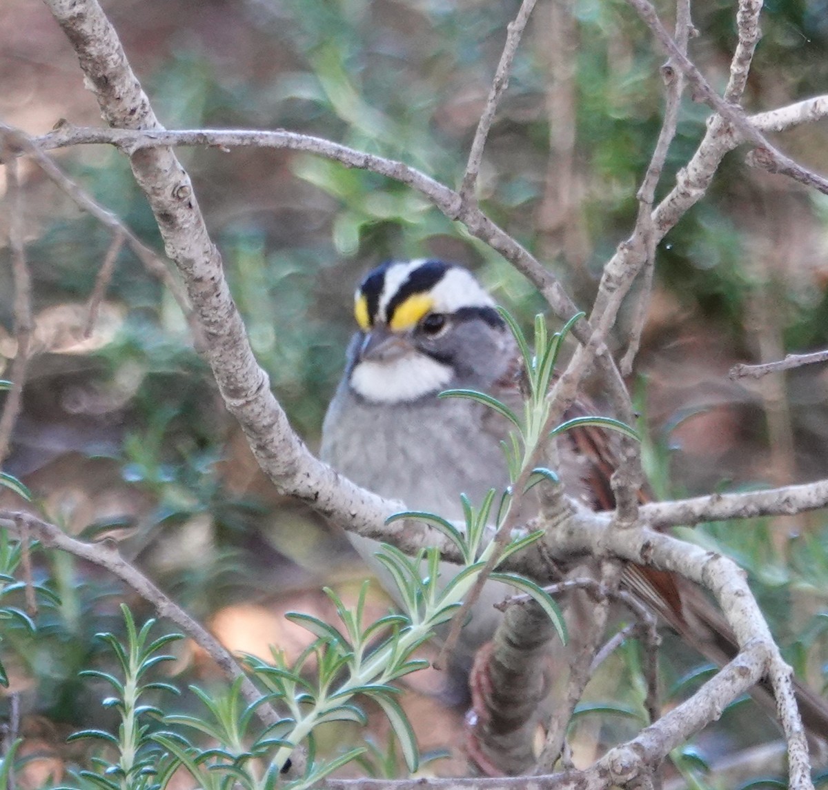 White-throated Sparrow - ML616822803
