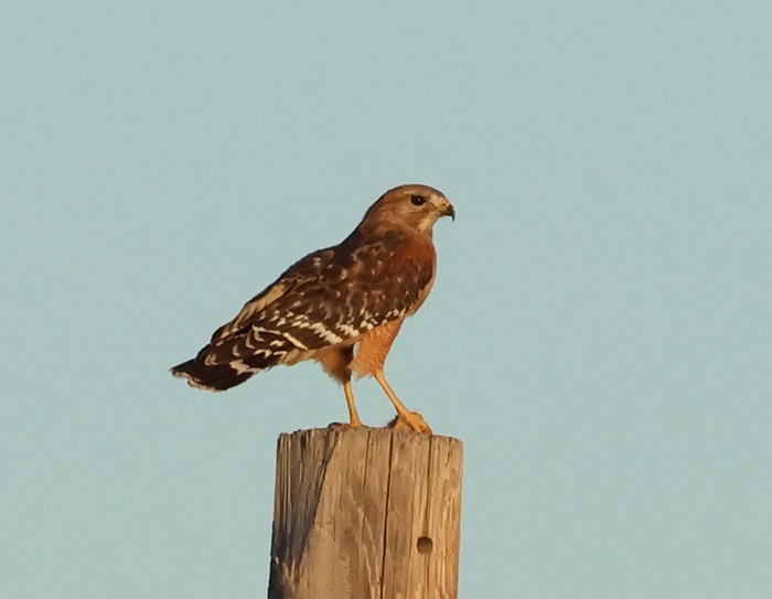 Red-shouldered Hawk - Terry Hibbitts