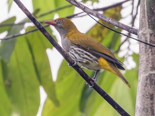  - Philippine Oriole