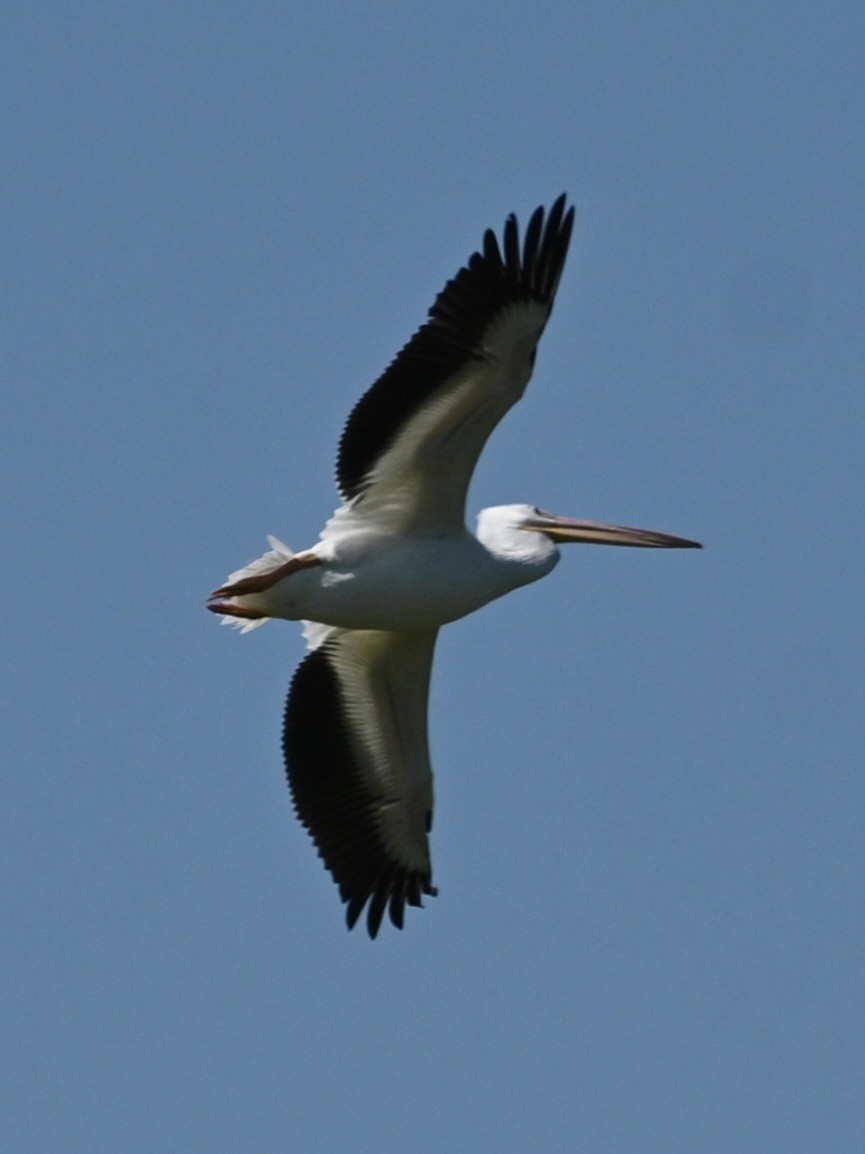 American White Pelican - ML616822963