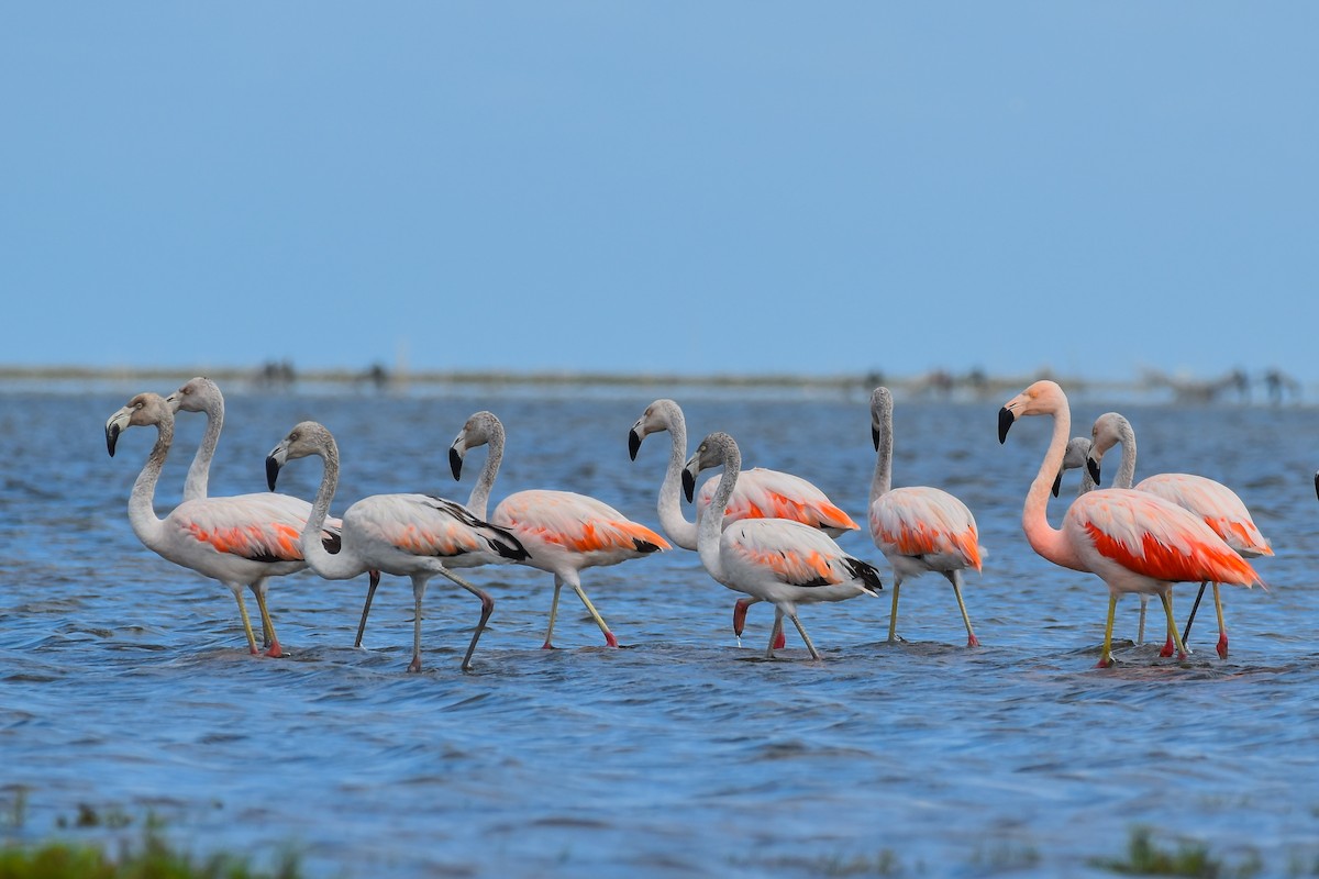 Chilean Flamingo - ML616823010