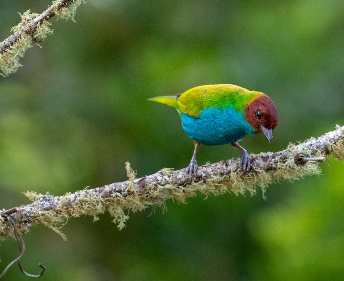 Bay-headed Tanager (Bay-and-blue) - William Price