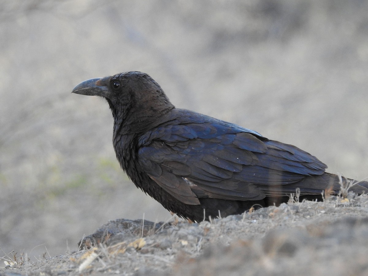 Brown-necked Raven - Paco Chiclana