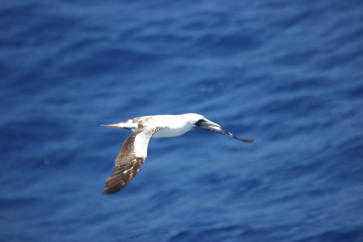 Masked Booby - ML616823212