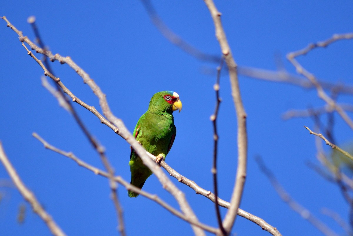 White-fronted Parrot - ML616823218