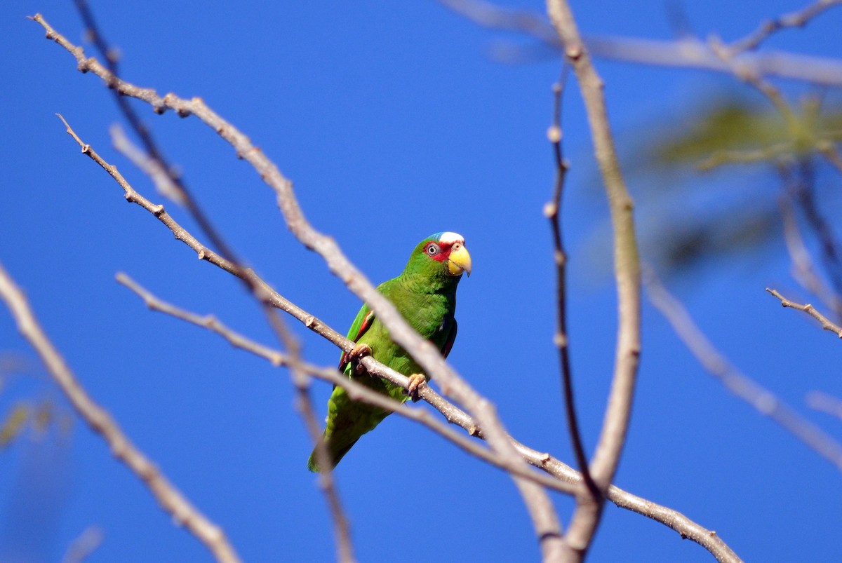 White-fronted Parrot - Jean and Bob Hilscher