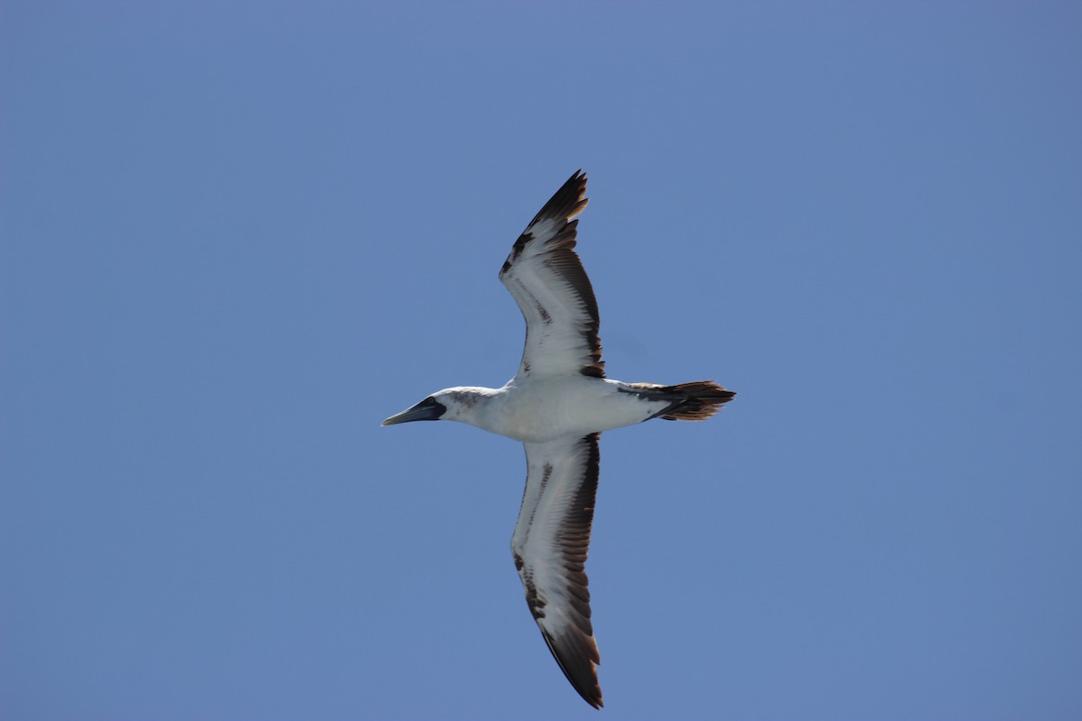 Masked Booby - ML616823222