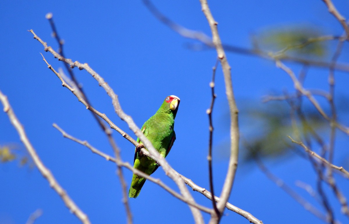 White-fronted Parrot - ML616823223
