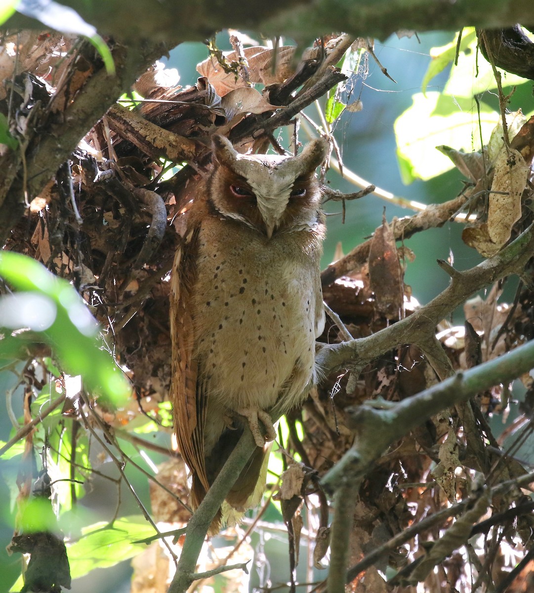 White-fronted Scops-Owl - ML616823233