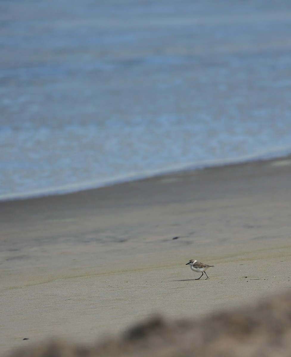 White-fronted Plover - ML616823236