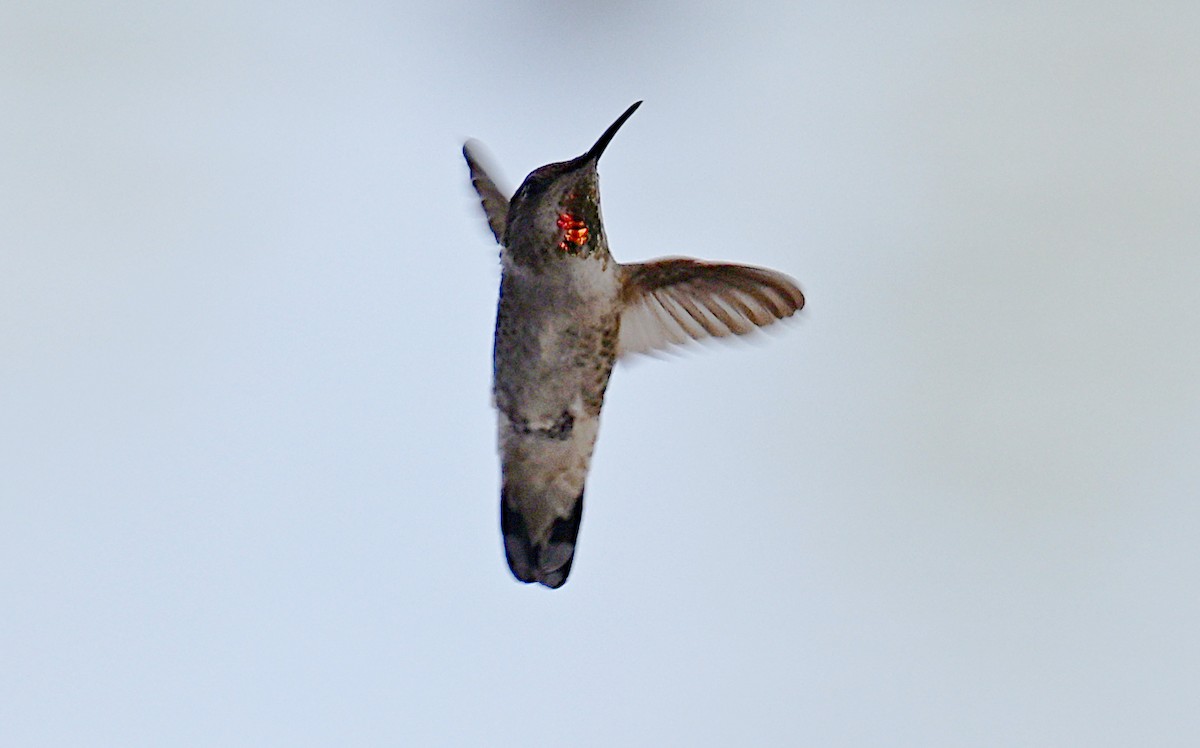 Anna's Hummingbird - ML616823253