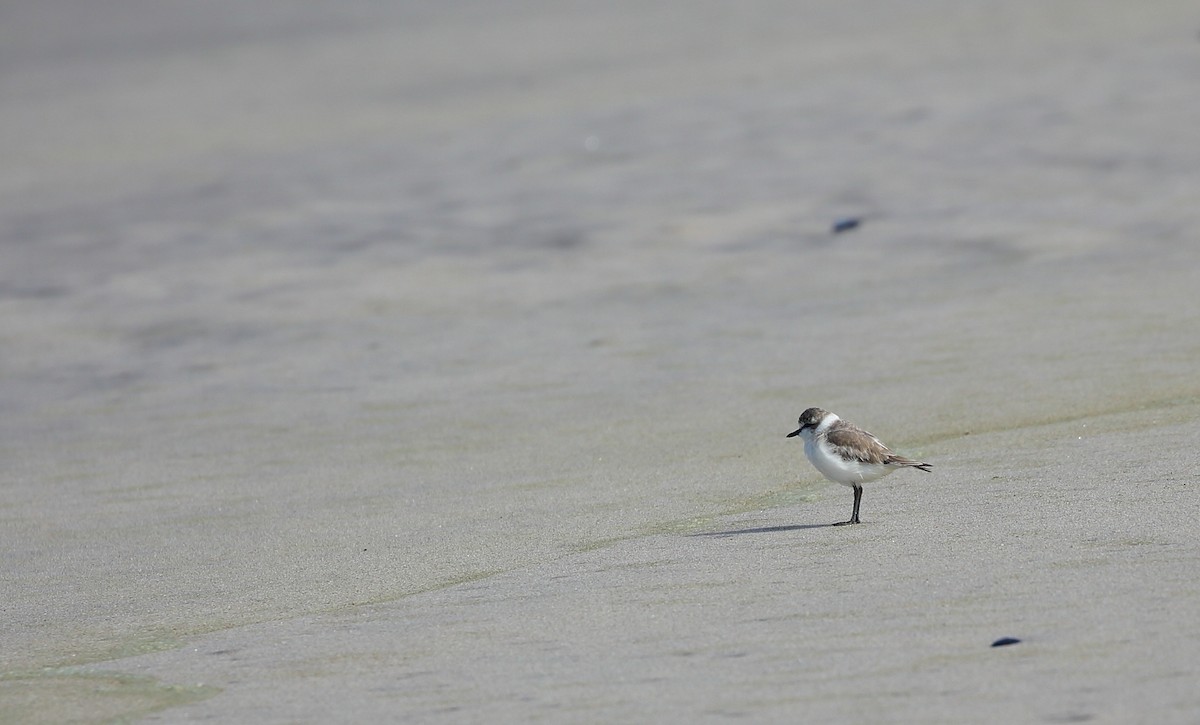 White-fronted Plover - ML616823259