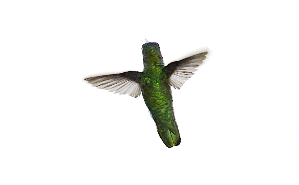 Anna's Hummingbird - ML616823260