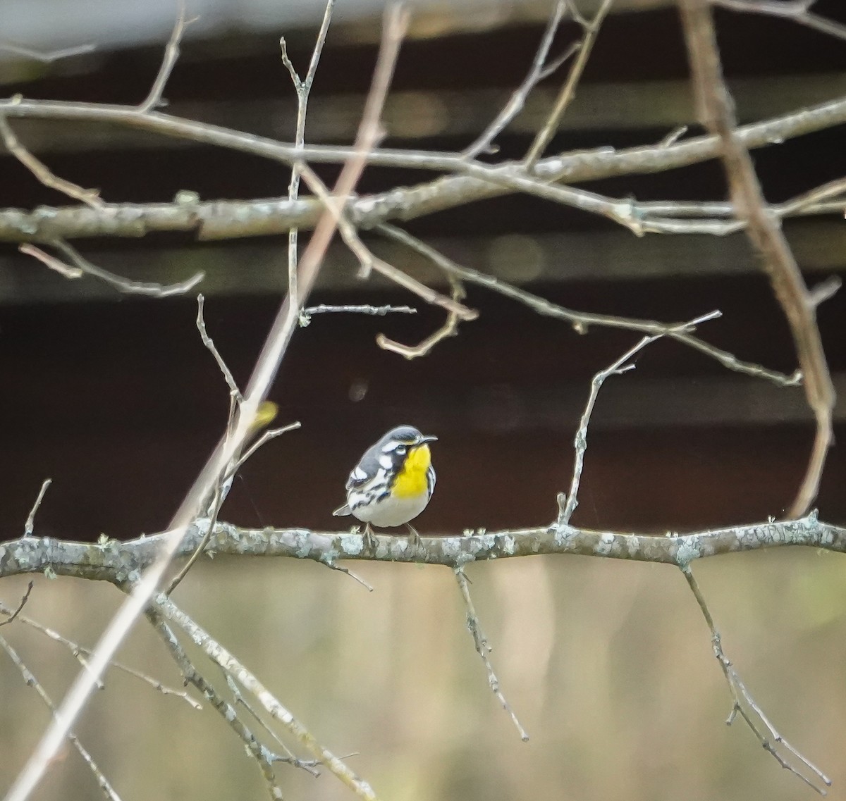 Yellow-throated Warbler - Dave Hart