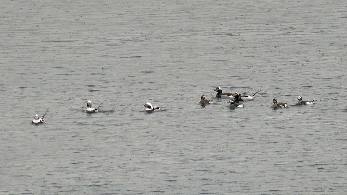 Long-tailed Duck - ML616823519