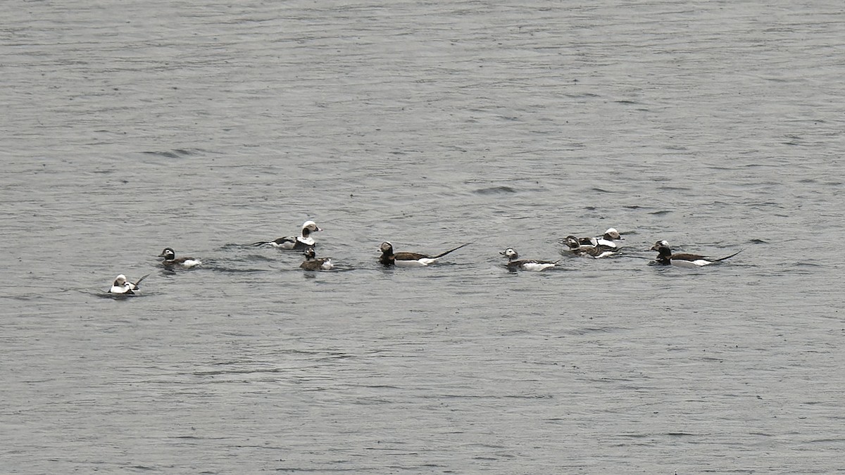 Long-tailed Duck - ML616823520