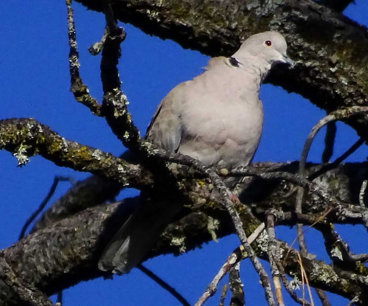Eurasian Collared-Dove - ML616823595