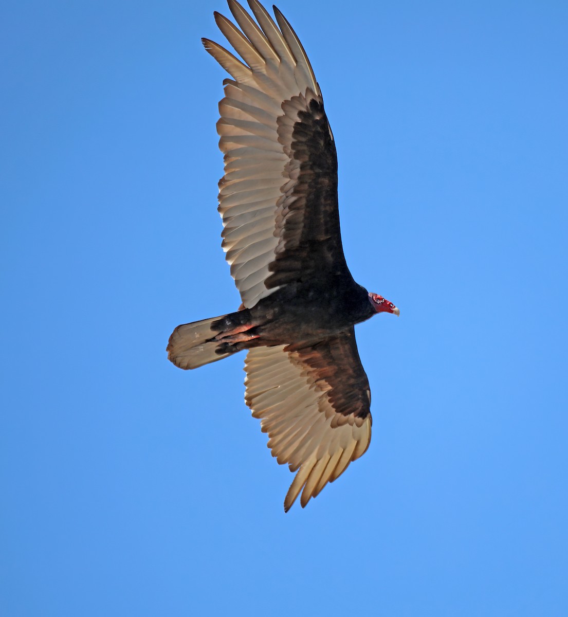 Turkey Vulture - ML616823671
