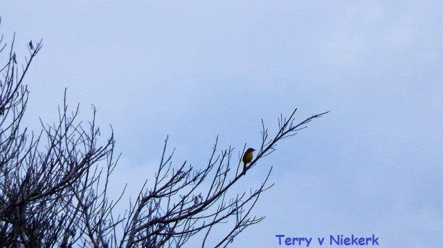 Gray-crowned Yellowthroat - Terry van Niekerk