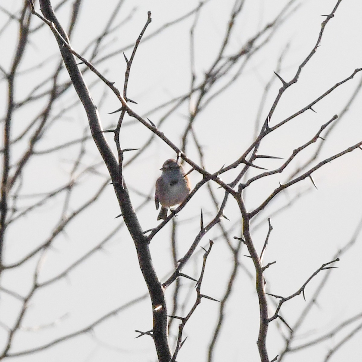American Tree Sparrow - ML616823770