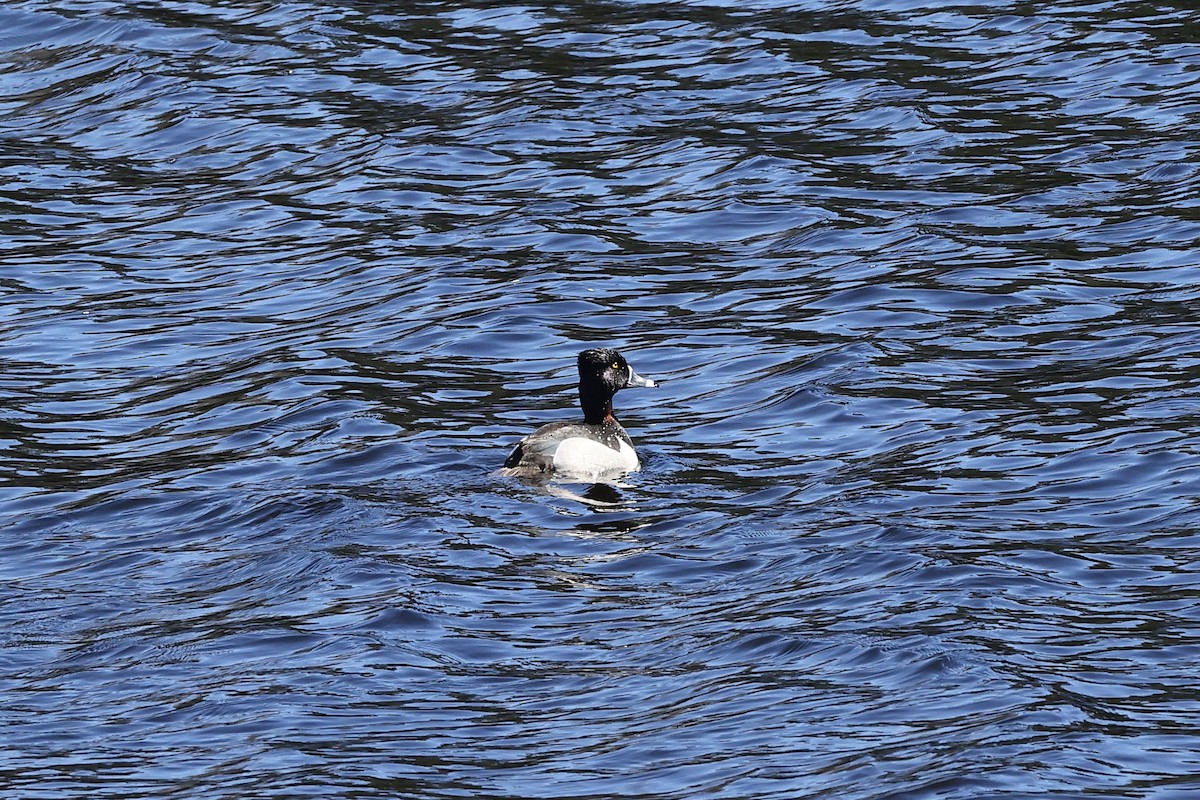 Ring-necked Duck - ML616823786