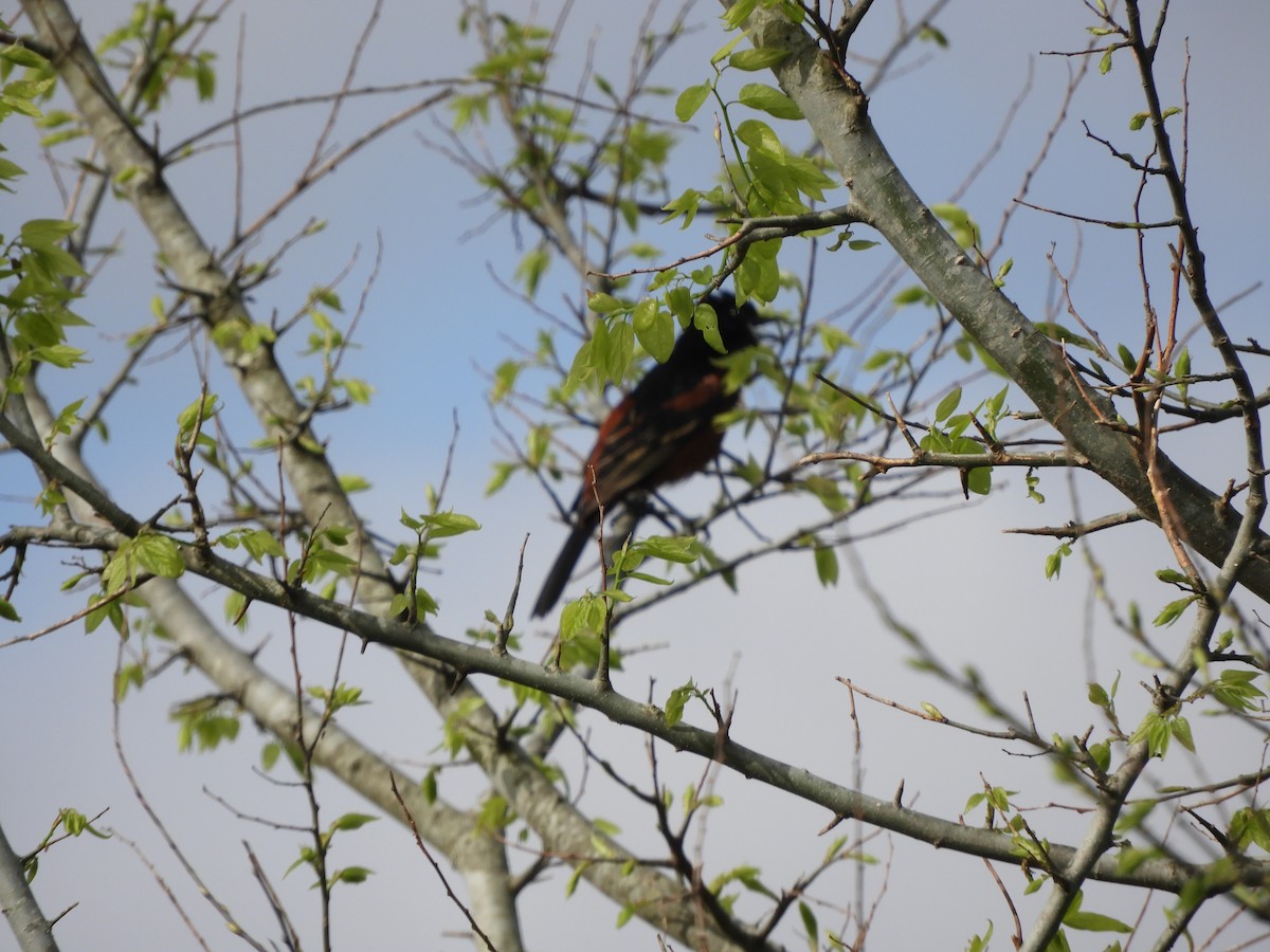 Orchard Oriole - ML616823835