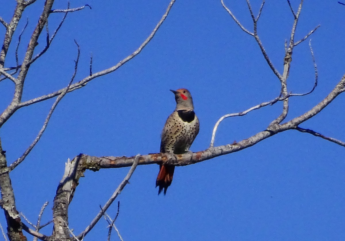 Northern Flicker (Red-shafted) - Diane Rose