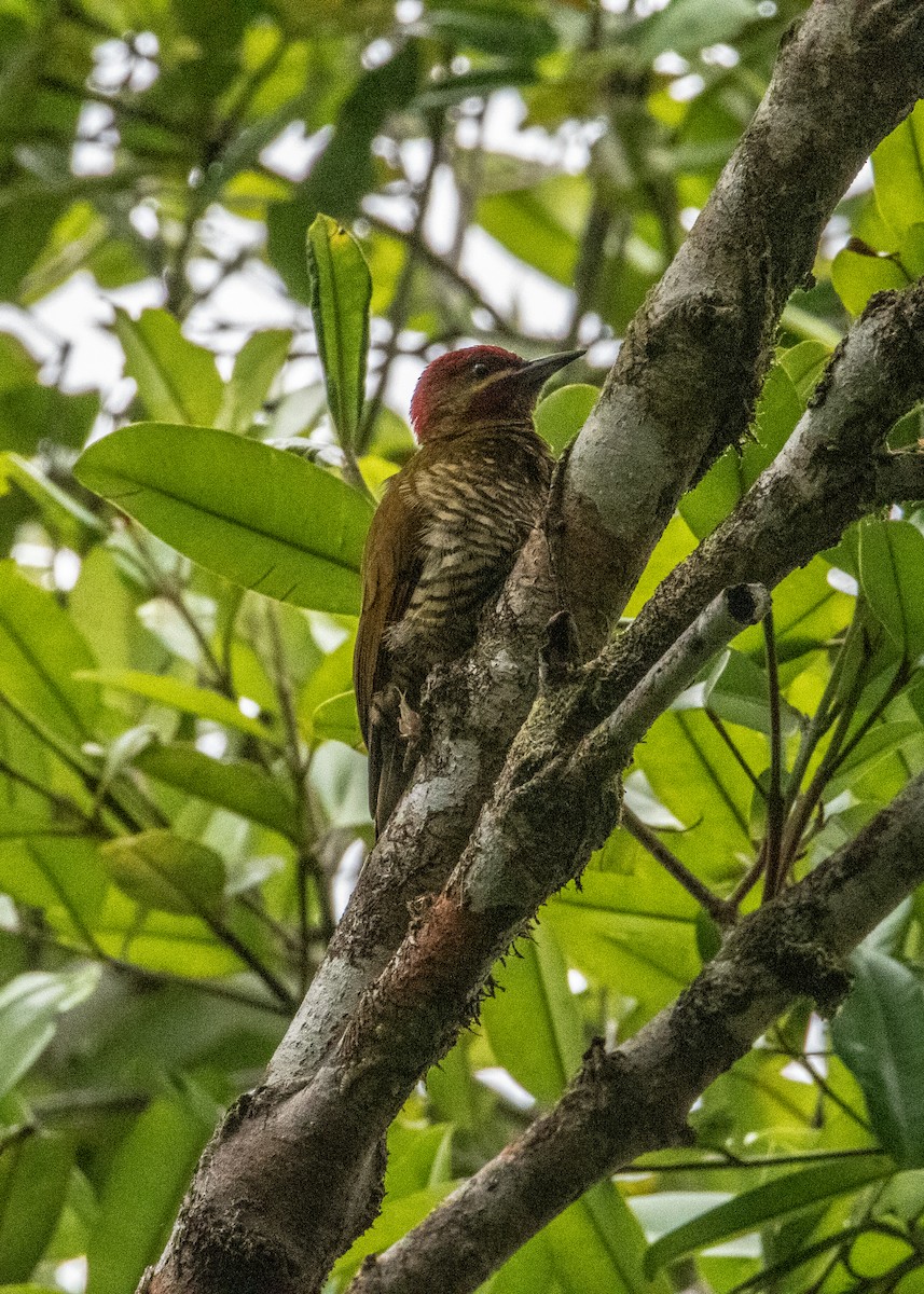 Stripe-cheeked Woodpecker - ML616823873