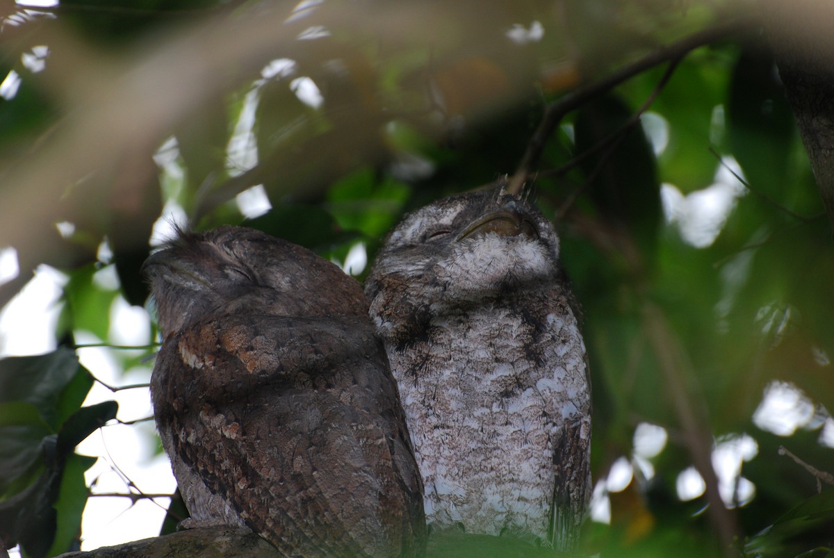 Papuan Frogmouth - ML616823878