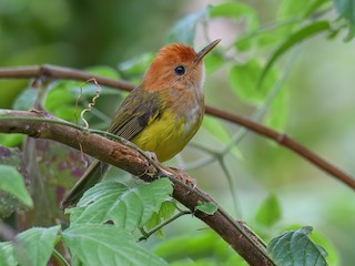  - Rufous-headed Tailorbird