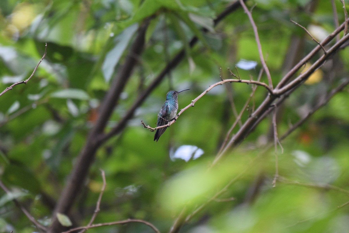 Shining-green Hummingbird - Nick Kowalske