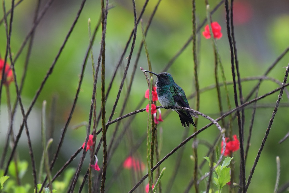 kolibřík zářivý - ML616823950