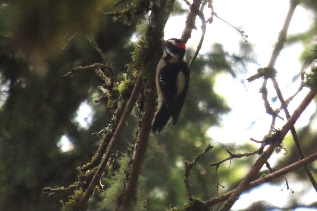 Downy Woodpecker (Pacific) - Mark Vernon