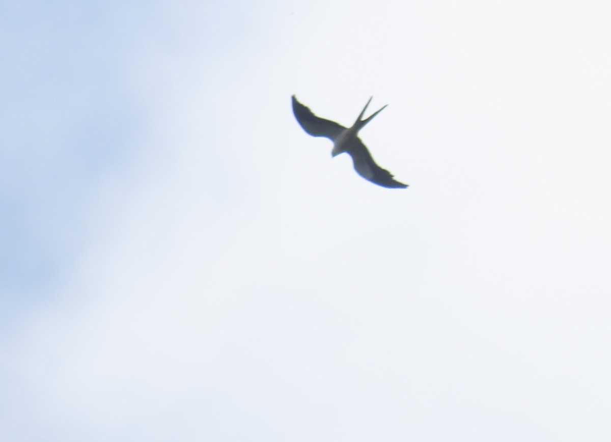 Swallow-tailed Kite - ML616824086