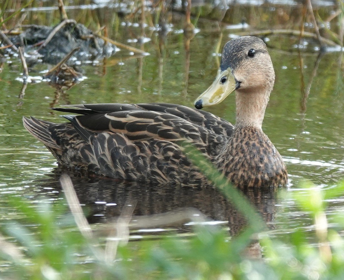 eBird Checklist 2 Apr 2024 Honeymoon Island SP 37 species (+1
